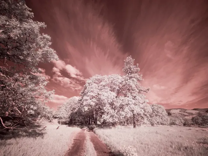 Framed Print : USA, Oregon. Columbia George, infrared of country road through wildflowers and trees Framed Print : USA, Oregon. Columbia George, infrared of country road through wildflowers and trees