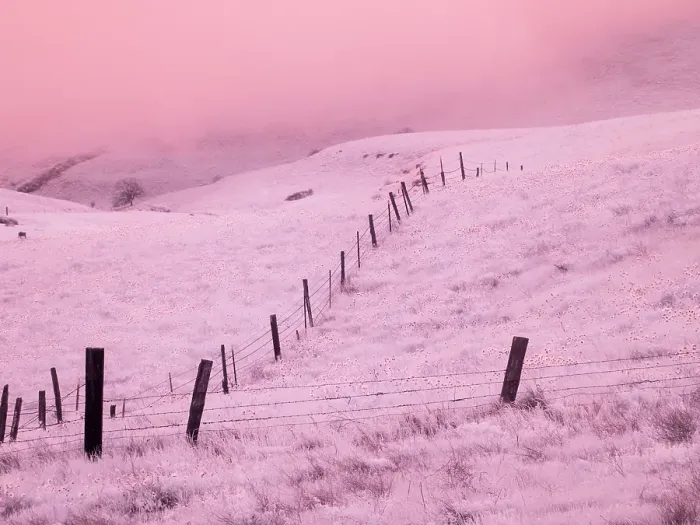 Framed Print : USA, Oregon. Columbia George, infrared of fence line leading through the wildflowers Framed Print : USA, Oregon. Columbia George, infrared of fence line leading through the wildflowers