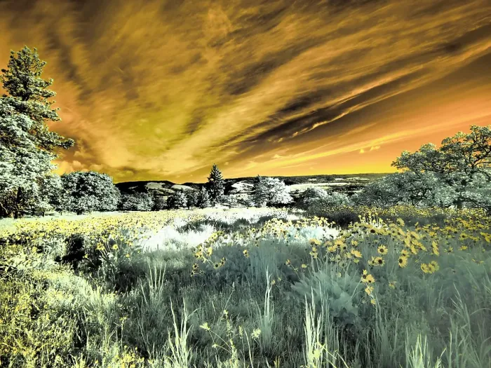 Framed Print : USA, Oregon. Columbia George, infrared of wildflowers and tree