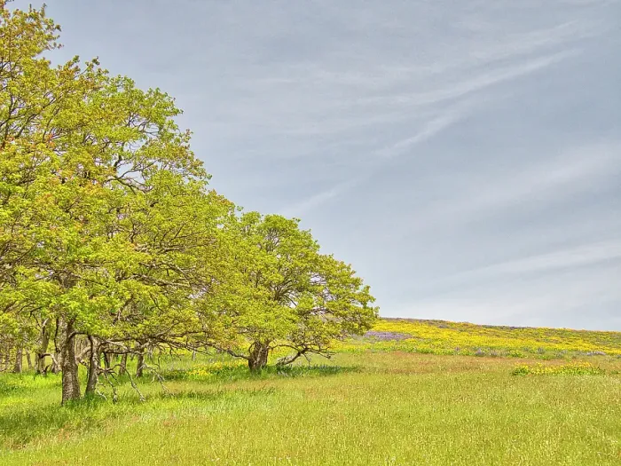 Framed Print : USA, Oregon. Columbia George, springtime and flowering yellow balsamroot amongst oak trees
