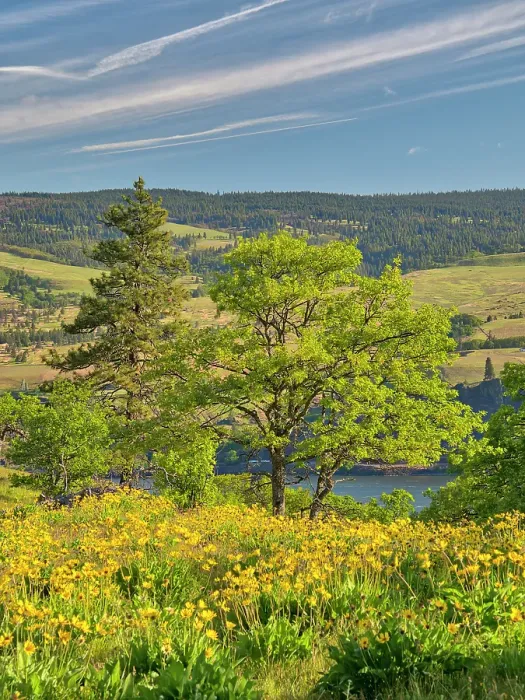 Framed Print : USA, Oregon. Columbia George, springtime and flowering yellow balsamroot amongst oak trees