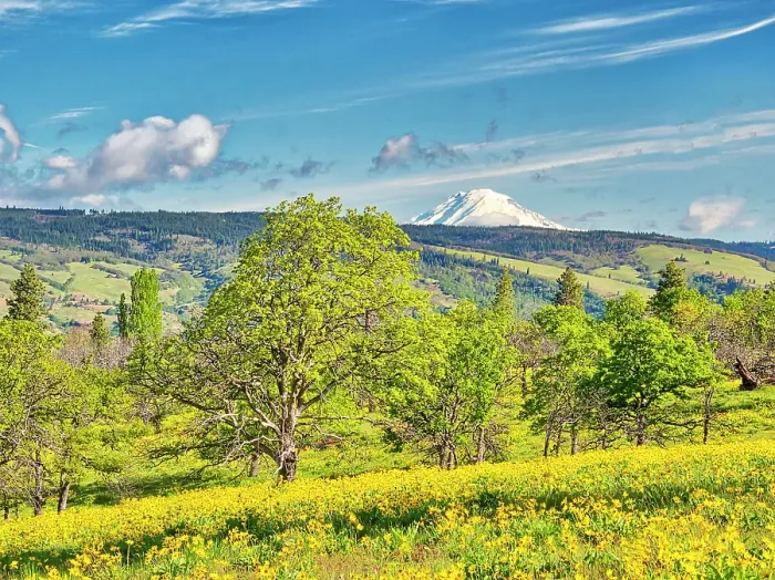 Framed Print : USA, Oregon. Columbia George, springtime and flowering yellow balsamroot amongst oak trees and Mt. Rainier