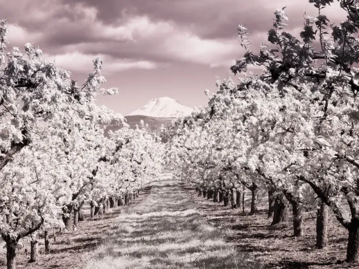 Framed Print : USA, Oregon, Columbia Gorge. Infrared of Spring orchards and Mount Rainier Framed Print : USA, Oregon, Columbia Gorge. Infrared of Spring orchards and Mount Rainier
