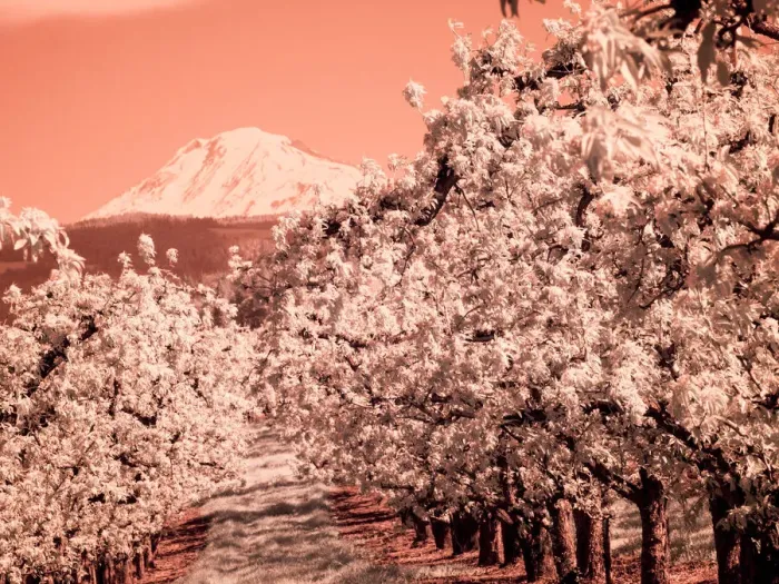 Framed Print : USA, Oregon, Columbia Gorge. Infrared of Spring orchards and Mount Rainier Framed Print : USA, Oregon, Columbia Gorge. Infrared of Spring orchards and Mount Rainier