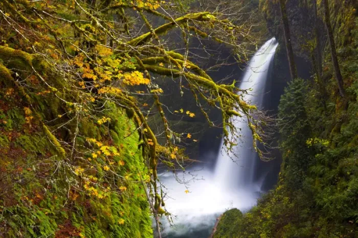 Framed Print : USA, Oregon, Columbia Gorge. Metlako Falls on Eagle Creek, with fall color of Bigleaf Maple Framed Print : USA, Oregon, Columbia Gorge. Metlako Falls on Eagle Creek, with fall color of Bigleaf Maple