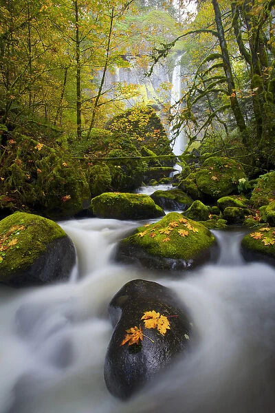 USA, Oregon, Columbia Gorge. A rushing McCord Creek with yellow fall color from Bigleaf Maple