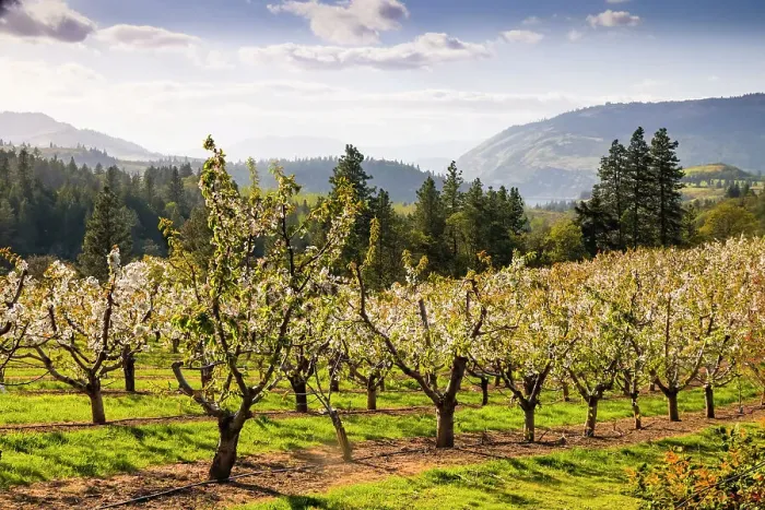 Framed Print : USA, Oregon, Columbia Gorge, springtime and flowering. Blooming, orchards along the hills above the Columbia River Framed Print : USA, Oregon, Columbia Gorge, springtime and flowering. Blooming, orchards along the hills above the Columbia River