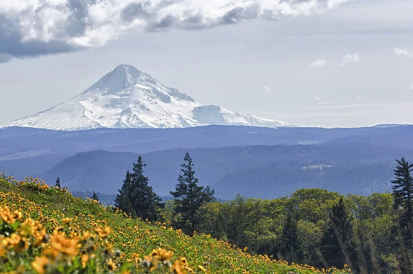 USA, Oregon, Columbia Gorge, Tom McCall Nature Preserve, Mt. Hood from McCall Point