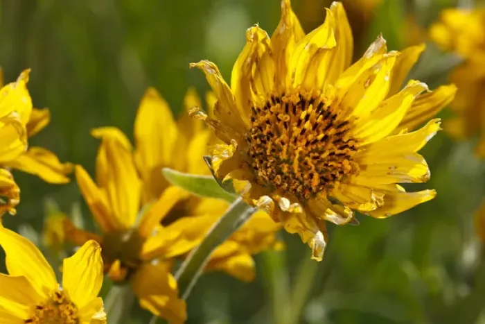 Framed Print : USA, Oregon, Columbia Gorge, Tom McCall Nature Preserve, Narrowleaf Mule Ears (Wyethia Framed Print : USA, Oregon, Columbia Gorge, Tom McCall Nature Preserve, Narrowleaf Mule Ears (Wyethia