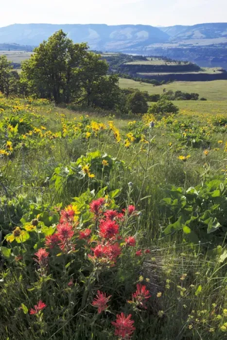 Framed Print : USA, Oregon, Columbia Gorge, Tom McCall Nature Preserve, Narrowleaf Mule Ears (Wyethia Framed Print : USA, Oregon, Columbia Gorge, Tom McCall Nature Preserve, Narrowleaf Mule Ears (Wyethia