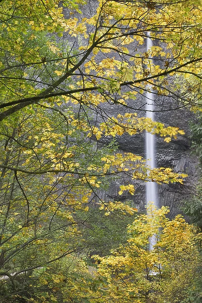 USA, Oregon, Columbia River Gorge. Latourell Falls seen through autumn foliage. Credit as