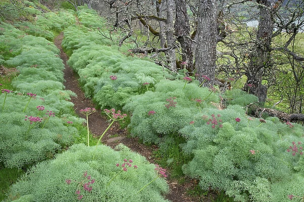 USA, Oregon, Columbia River Gorge, Tom McCall Preserve. Lomatium lines the Tom McCall Point Trail