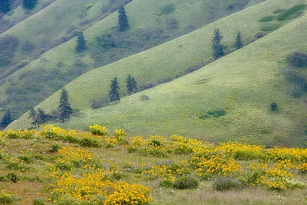 USA, Oregon, Columbia River Gorge. Layered hills of the Tom McCall Nature Conservancy