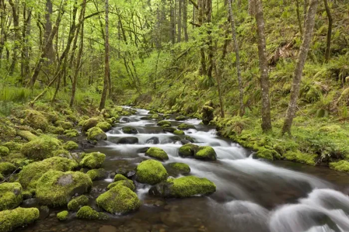 Framed Print : USA, Oregon, Columbia River Gorge. View of Gorton Creek Framed Print : USA, Oregon, Columbia River Gorge. View of Gorton Creek