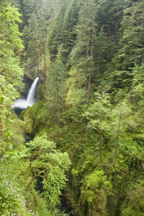 Framed Print : USA, Oregon, Columbia River Gorge. View of Metlako Falls from Eagle Creek Trail. Credit as Framed Print : USA, Oregon, Columbia River Gorge. View of Metlako Falls from Eagle Creek Trail. Credit as