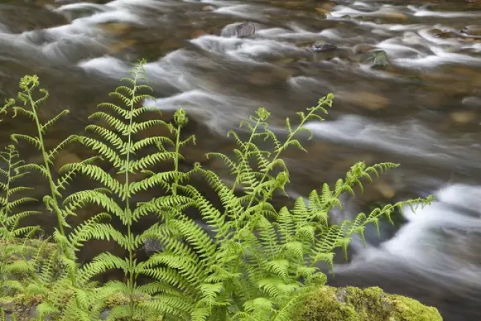 Framed Print : USA, Oregon, Columbia River Gorge. Lady fern growing next to Tanner Creek. Credit as