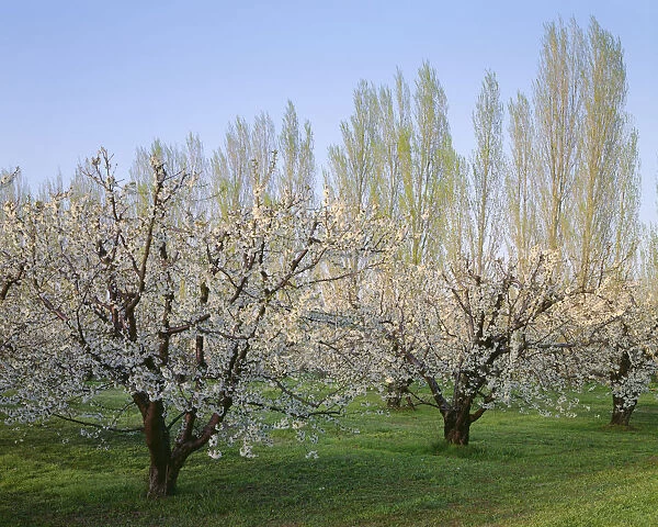 USA, Oregon, Columbia River Gorge. Flowering fruit orchard near Mosier with distant