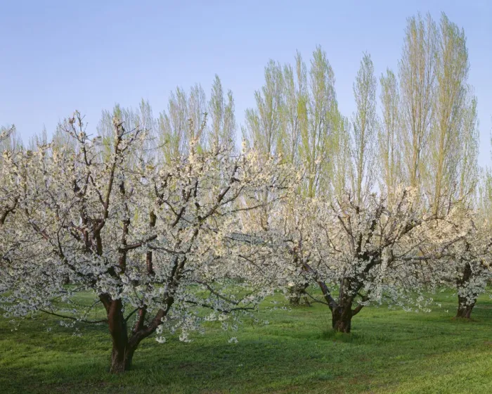 Framed Print : USA, Oregon, Columbia River Gorge. Flowering fruit orchard near Mosier with distant Framed Print : USA, Oregon, Columbia River Gorge. Flowering fruit orchard near Mosier with distant