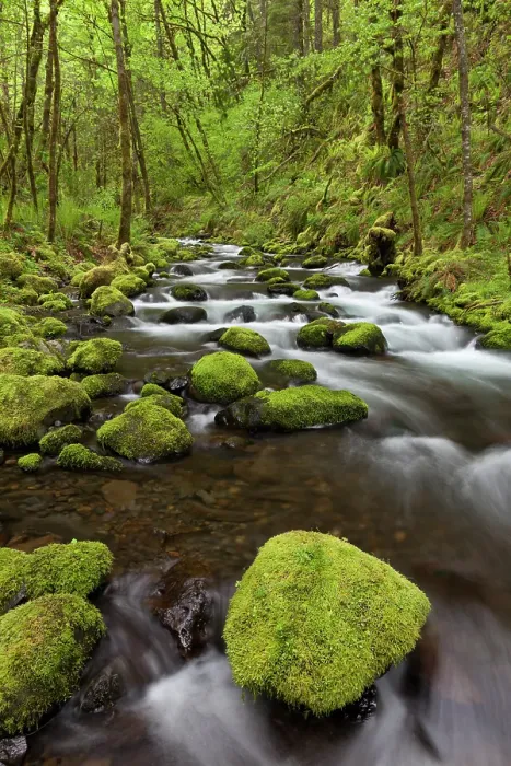 Framed Print : USA, Oregon, Columbia River Gorge. Gorton Creek rapids. ©Don Paulson  /  Jaynes Gallery  /  DanitaDelimont.com
