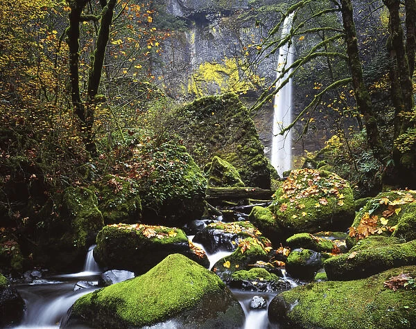 USA, Oregon, Columbia River Gorge, John B. Yeon State Park, Elowah Falls