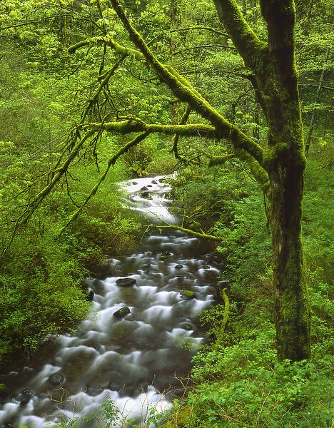 USA, Oregon, Columbia River Gorge National Scenic Area, Mt. Hood National Forest