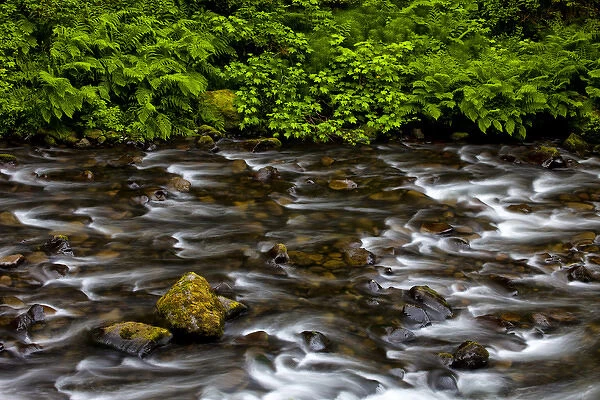 USA, Oregon, Columbia River Gorge National Scenic Area. Eagle Creek flows past verdant vegetation