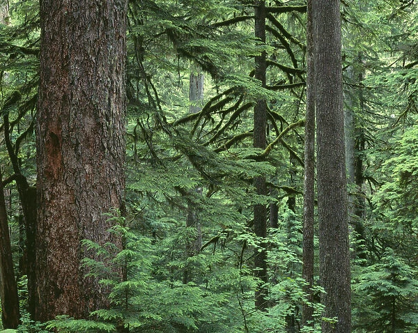 USA, Oregon, Columbia River Gorge National Scenic Area. Old growth forest dominated by Douglas-fir