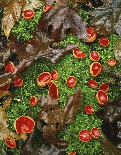 USA, Oregon, Columbia River Gorge National Scenic Area, Scarlet cup fungi on bed