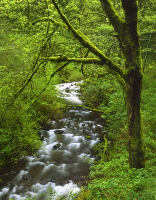Framed Print : USA, Oregon, Columbia River Gorge National Scenic Area, Mt. Hood National Forest
