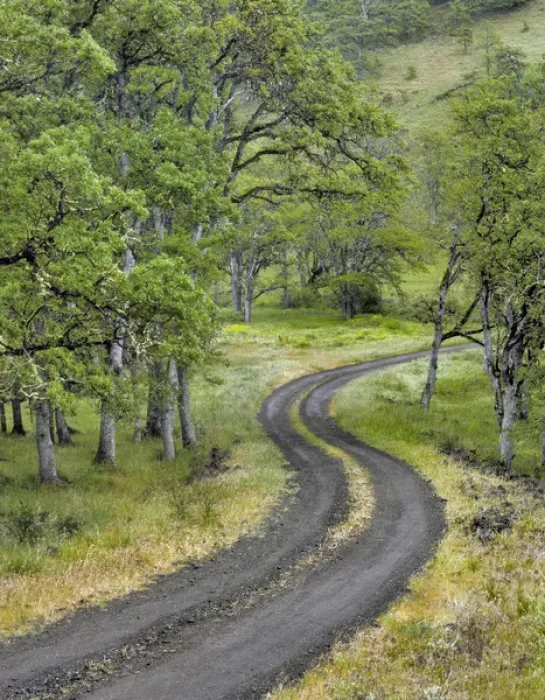 Framed Print : USA, Oregon, Columbia River Gorge National Scenic Area. Road lined with oak trees Framed Print : USA, Oregon, Columbia River Gorge National Scenic Area. Road lined with oak trees