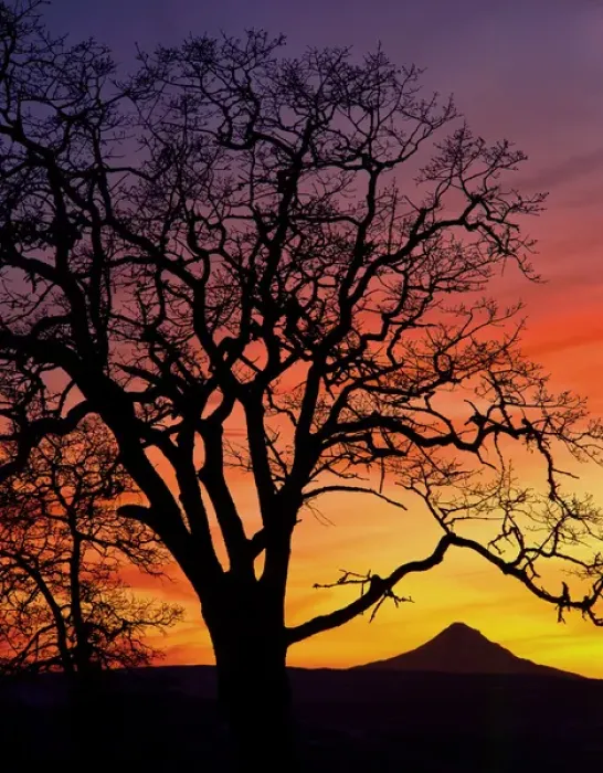 Framed Print : USA, Oregon, Columbia River Gorge National Scenic Area, Oak tree framing Mt. Hood at sunset