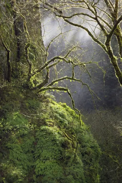 Framed Print : USA, Oregon, Columbia River Gorge National Scenic Area. Moss-covered maple trees Framed Print : USA, Oregon, Columbia River Gorge National Scenic Area. Moss-covered maple trees