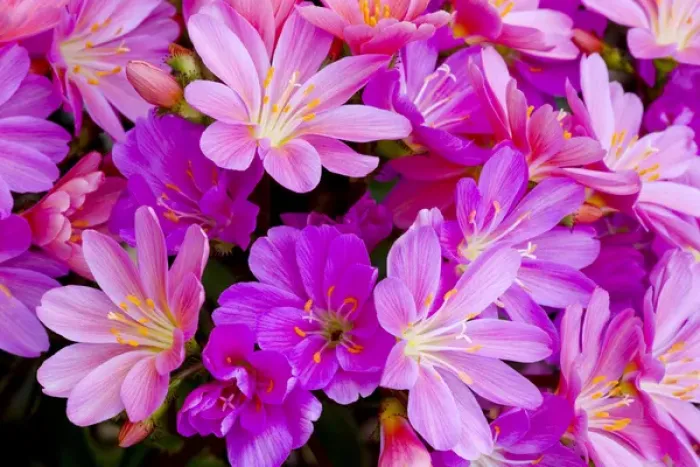 Framed Print : USA, Oregon. Columbian lewisia flowers close-up Framed Print : USA, Oregon. Columbian lewisia flowers close-up