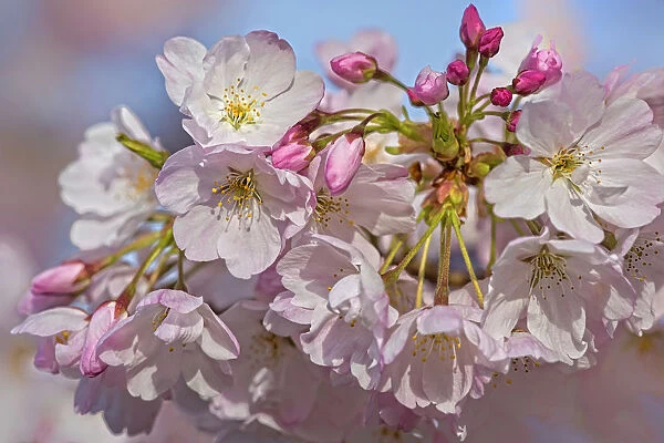 USA, Oregon, Coos Bay. Akebono cherry blossoms close-up