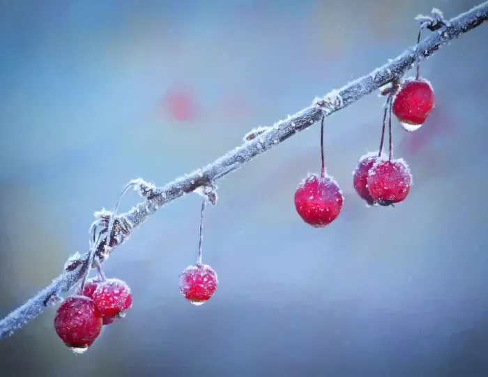 Framed Print : USA, Oregon, Coos Bay. Crabapples on frosty morning Framed Print : USA, Oregon, Coos Bay. Crabapples on frosty morning