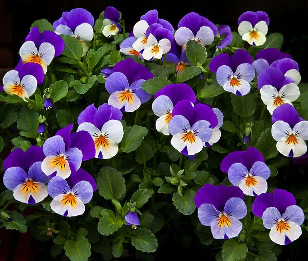 USA, Oregon, Coos Bay. Purple violas. Credit as: Jean Carter  /  Jaynes Gallery  /  DanitaDelimont