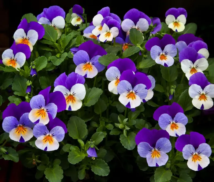 Framed Print : USA, Oregon, Coos Bay. Purple violas. Credit as: Jean Carter  /  Jaynes Gallery  /  DanitaDelimont
