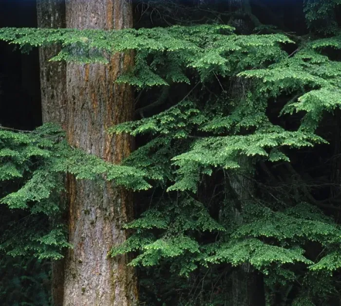 Framed Print : USA, Oregon, Corvallis. New Douglas fir growth shades the trunk of an old growth