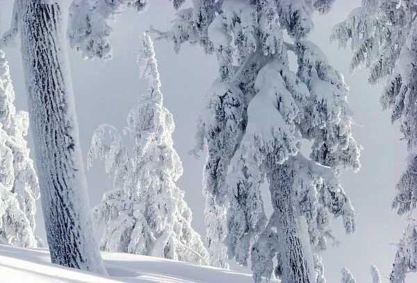 USA, Oregon, Crater Lake area. Thick snow covers a conifer forest near Crater Lake, Oregon