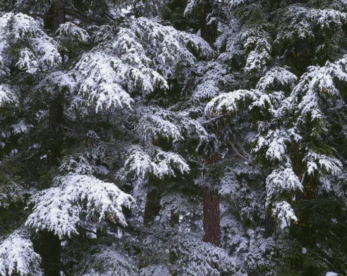 Framed Print : USA, Oregon, Crater Lake National Park. Winter snow clings to mountain hemlock trees Framed Print : USA, Oregon, Crater Lake National Park. Winter snow clings to mountain hemlock trees