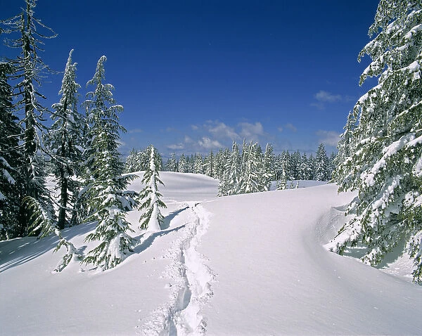 USA, Oregon, Crater Lake NP. Deep snow makes travel difficult on a path among these