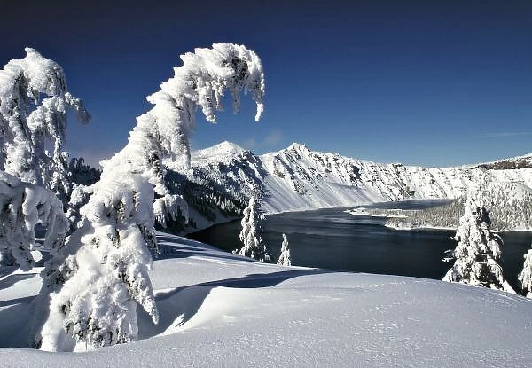 USA, Oregon, Crater Lake NP. Pristine snow covers the pines surrounding Crater Lake