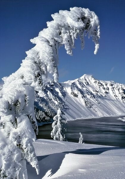 USA, Oregon, Crater Lake NP. Snow-encrusted trees bow to Crater Lake in Crater Lake NP, Oregon