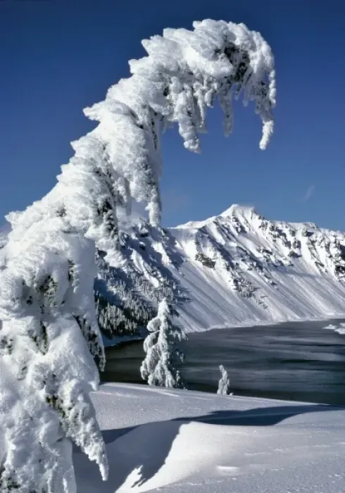 Framed Print : USA, Oregon, Crater Lake NP. Snow-encrusted trees bow to Crater Lake in Crater Lake NP, Oregon Framed Print : USA, Oregon, Crater Lake NP. Snow-encrusted trees bow to Crater Lake in Crater Lake NP, Oregon