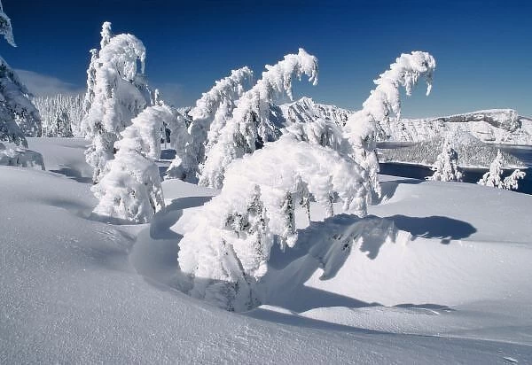 USA, Oregon, Crater Lake NP. Trees droop under a blanket of thick snow at Crater