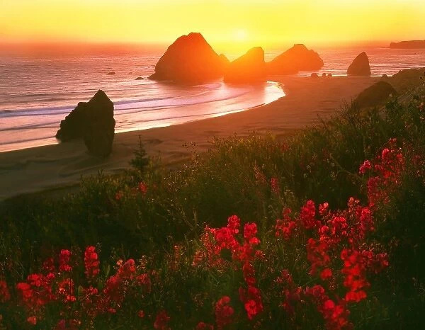 USA, Oregon, Curry County. Sweet pea blooms and shoreline illuminated at sunset