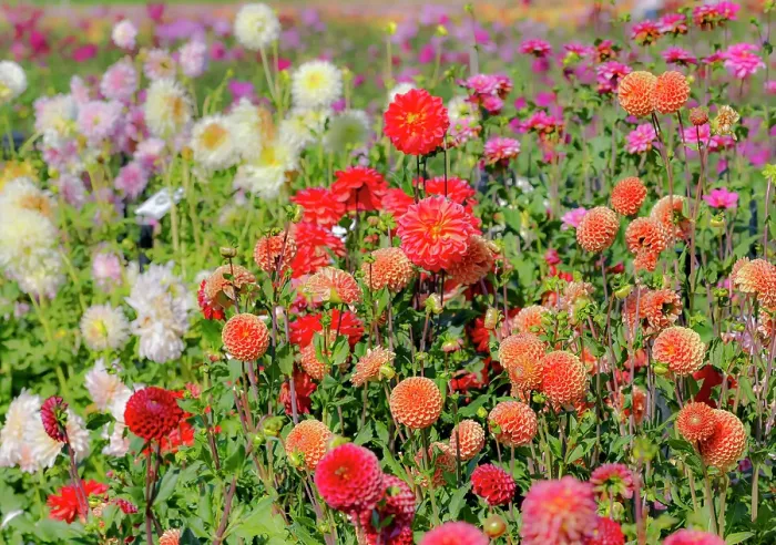 Framed Print : USA, Oregon. Dahlias in summer bloom Framed Print : USA, Oregon. Dahlias in summer bloom
