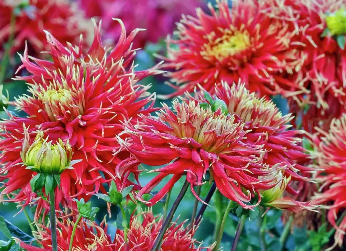Framed Print : USA, Oregon. Dahlias in summer bloom Framed Print : USA, Oregon. Dahlias in summer bloom