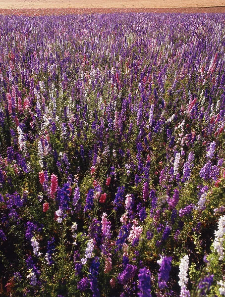 USA, Oregon, Delphinium field on Willamette Valley