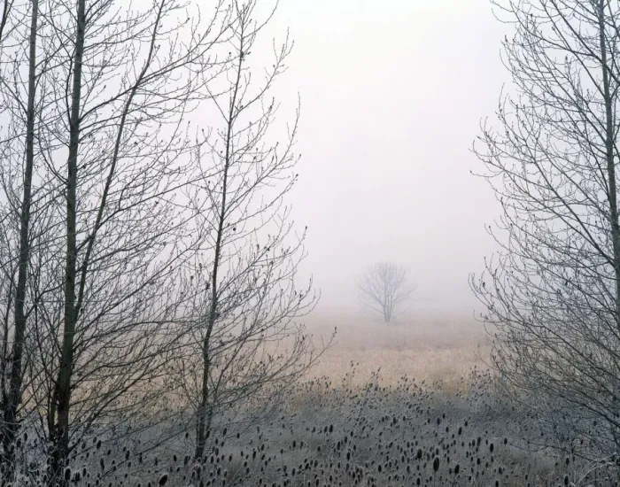 Framed Print : USA, Oregon, Delta Park. Cottonwood and teasels frame an Oregon ash tree Framed Print : USA, Oregon, Delta Park. Cottonwood and teasels frame an Oregon ash tree